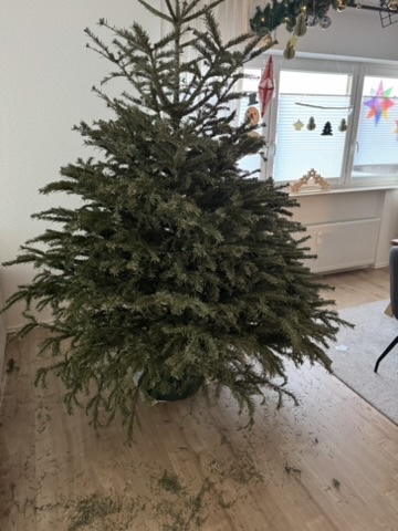 Nadelnder Tannenbaum ohne Weihnachtsschmuck.
